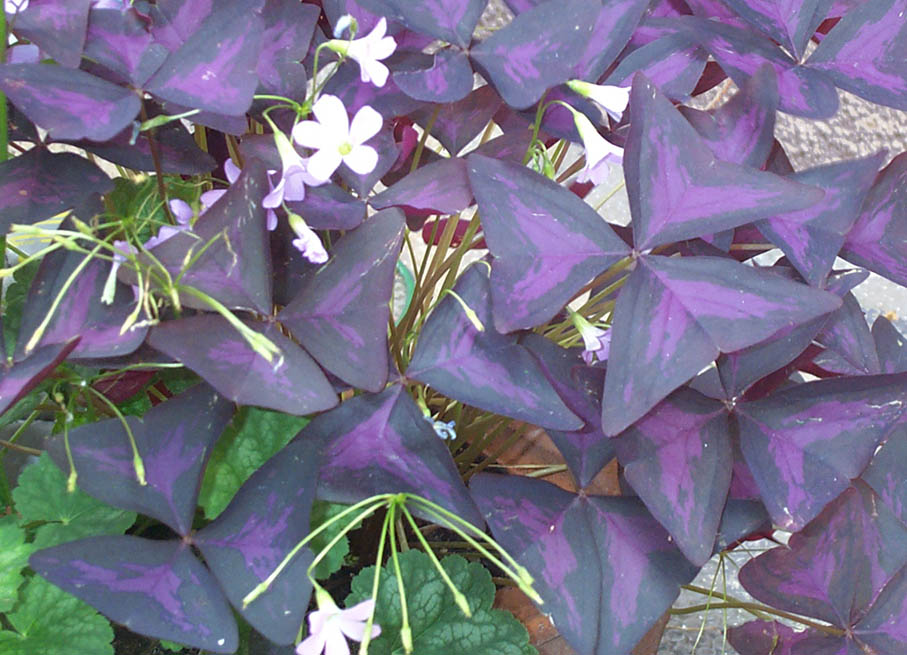 Il colore viola